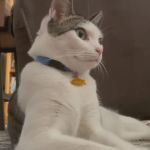 How to Make Your Home Safe for Senior Pets | Expert Tips