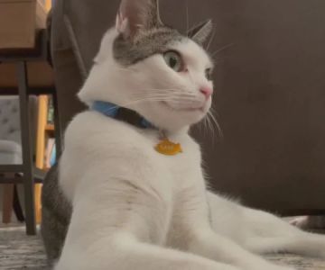 How to Make Your Home Safe for Senior Pets | Expert Tips