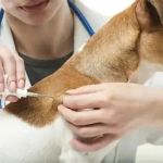 The Ultimate Guide to Pet Vaccination for US Pet Owners