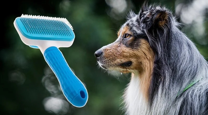 Dog Grooming Tips for Maintaining a Healthy Coat | Brothers Pets
