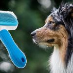 Dog Grooming Tips for Maintaining a Healthy Coat | Brothers Pets