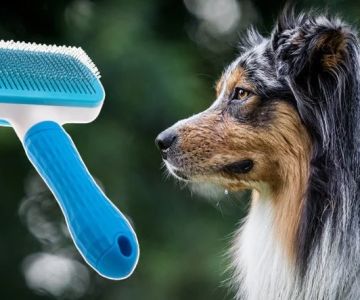 Dog Grooming Tips for Maintaining a Healthy Coat | Brothers Pets
