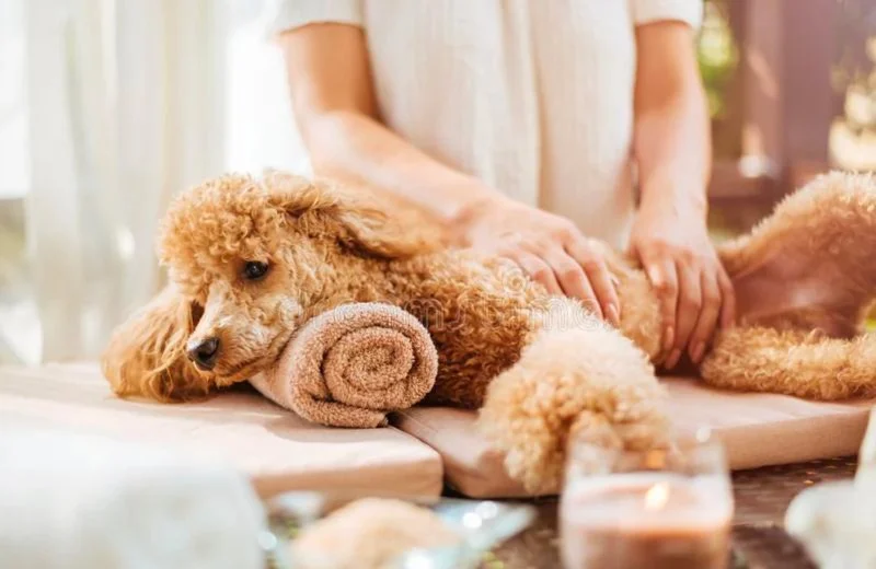 The Benefits of Regular Dog Massage for Health and Relaxation – Brothers Pets