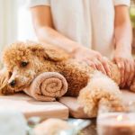 The Benefits of Regular Dog Massage for Health and Relaxation – Brothers Pets