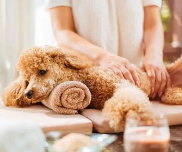 The Benefits of Regular Dog Massage for Health and Relaxation – Brothers Pets