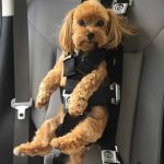 How to Reduce Anxiety in Dogs During Car Rides | Proven Tips