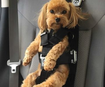 How to Reduce Anxiety in Dogs During Car Rides | Proven Tips