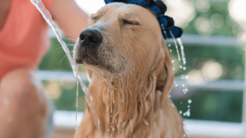 How to Bathe Your Dog at Home Without Stress