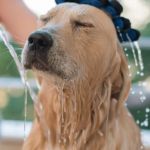 How to Bathe Your Dog at Home Without Stress