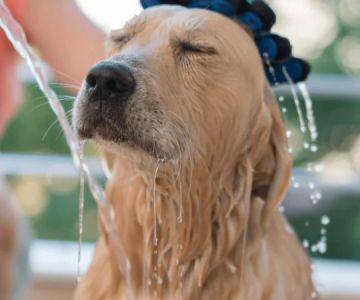 How to Bathe Your Dog at Home Without Stress