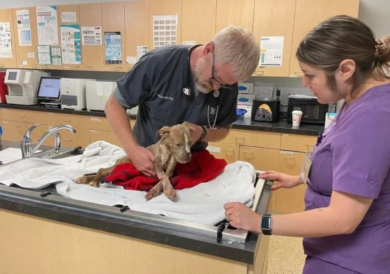 Expert Advice on Emergency Pet Care: Quick Tips and Essential Steps