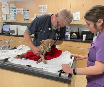 Expert Advice on Emergency Pet Care: Quick Tips and Essential Steps