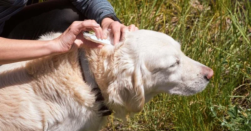Effective Tick Prevention Strategies for Dogs in the US