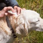 Effective Tick Prevention Strategies for Dogs in the US
