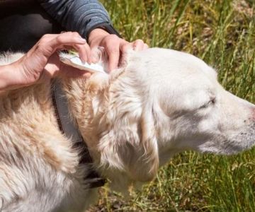 Effective Tick Prevention Strategies for Dogs in the US
