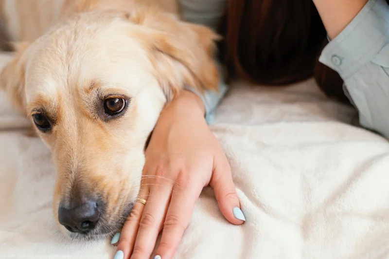 Top 12 Tips for Pet Diseases Every Pet Parent Should Know