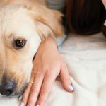 Top 12 Tips for Pet Diseases Every Pet Parent Should Know