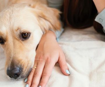 Top 12 Tips for Pet Diseases Every Pet Parent Should Know