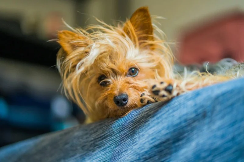 Expert Advice on Pet Diseases: How to Keep Your Pets Healthy and Happy