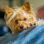 Expert Advice on Pet Diseases: How to Keep Your Pets Healthy and Happy