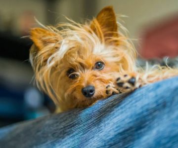 Expert Advice on Pet Diseases: How to Keep Your Pets Healthy and Happy