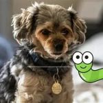 The Ultimate Guide to Parasite Prevention for Pets
