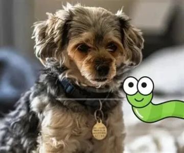 The Ultimate Guide to Parasite Prevention for Pets