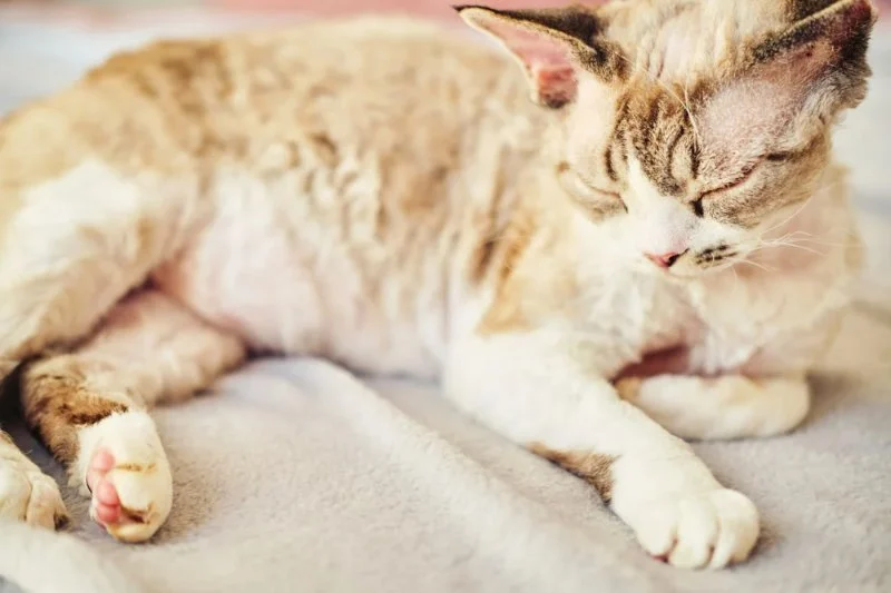 Tips for Detecting Early Signs of Cancer in Cats