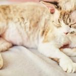 Tips for Detecting Early Signs of Cancer in Cats