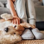 How to Help Pets Cope with Separation Anxiety | Brothers Pets