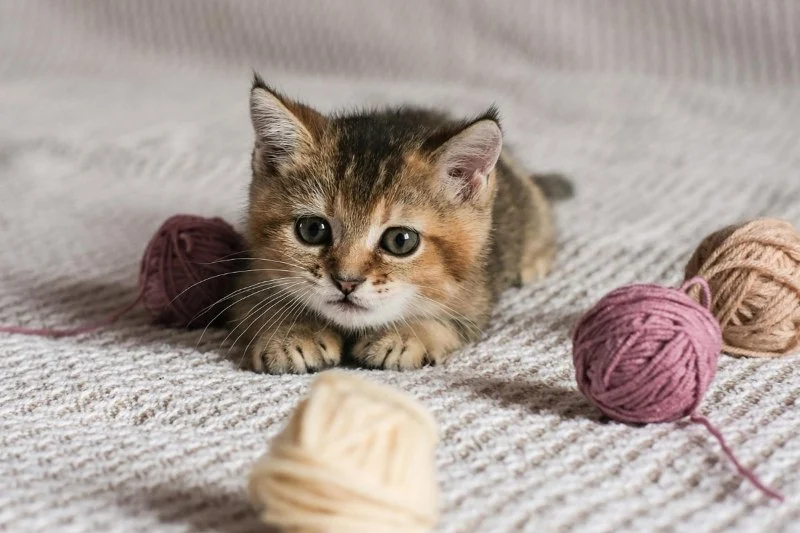 How to Keep Your Cat Entertained During Rainy Days: Tips for U.S. Pet Owners