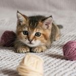 How to Keep Your Cat Entertained During Rainy Days: Tips for U.S. Pet Owners