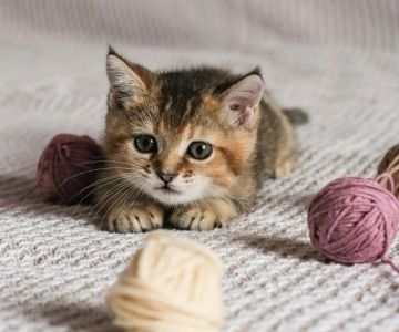 How to Keep Your Cat Entertained During Rainy Days: Tips for U.S. Pet Owners