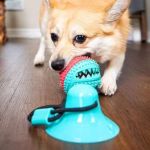 Ways to Keep Your Dog Entertained When Home Alone – Fun Ideas and Tips