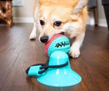 Ways to Keep Your Dog Entertained When Home Alone – Fun Ideas and Tips