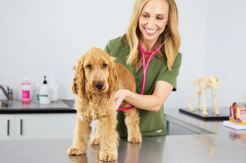 How to Prepare Your Dog for a Vet Visit Stress-Free