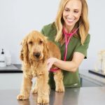 How to Prepare Your Dog for a Vet Visit Stress-Free