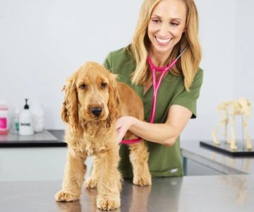How to Prepare Your Dog for a Vet Visit Stress-Free