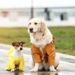 Preparing Your Pet for a New Baby: A Complete Guide for U.S. Families