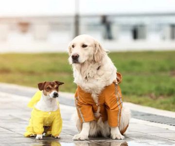 Preparing Your Pet for a New Baby: A Complete Guide for U.S. Families