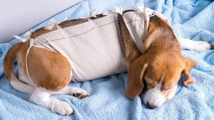 How to Support a Dog Recovering from Surgery with Care and Comfort