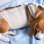 How to Support a Dog Recovering from Surgery with Care and Comfort