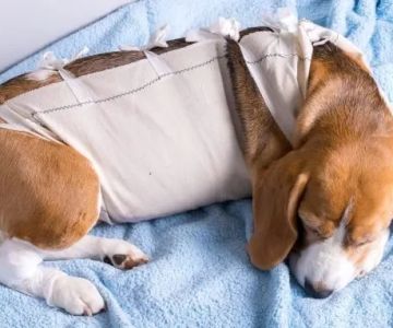 How to Support a Dog Recovering from Surgery with Care and Comfort
