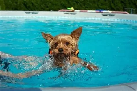 How to Safely Introduce Your Dog to Swimming - Expert Tips for Pet Owners
