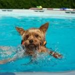 How to Safely Introduce Your Dog to Swimming - Expert Tips for Pet Owners