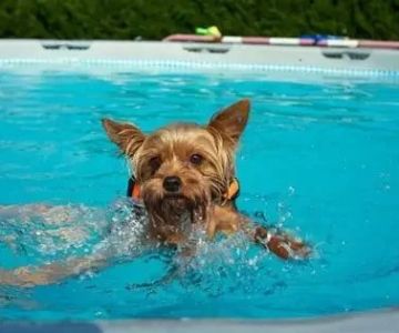 How to Safely Introduce Your Dog to Swimming - Expert Tips for Pet Owners