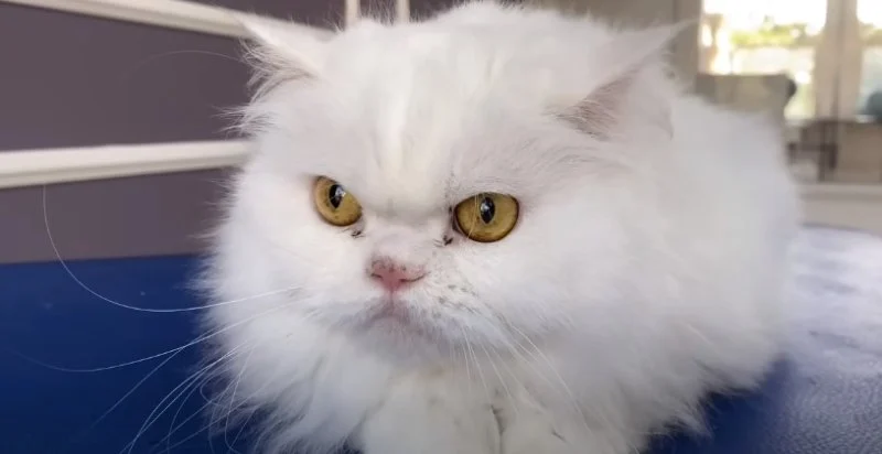 Tips for Preventing Hairballs in Long-Haired Cats: Grooming, Diet, and Care