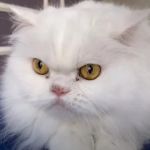 Tips for Preventing Hairballs in Long-Haired Cats: Grooming, Diet, and Care