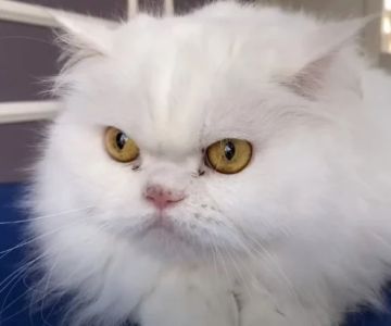 Tips for Preventing Hairballs in Long-Haired Cats: Grooming, Diet, and Care