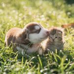 Beginner’s Guide to Veterinary Advice for New Pet Owners